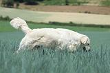 GOLDEN RETRIEVER 692